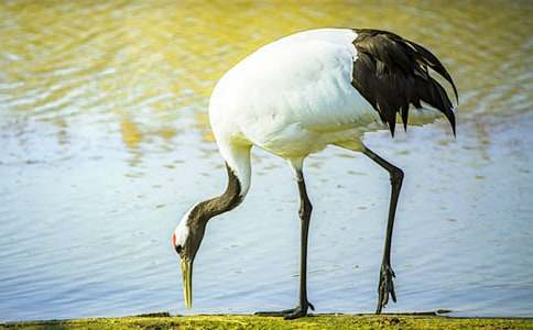 表示丹頂鶴看的詞語(yǔ)