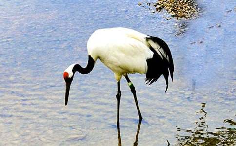 丹頂鶴作文400字六篇