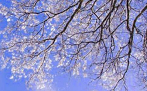 ���P(gu��n)������L(f��ng)����10ƪ