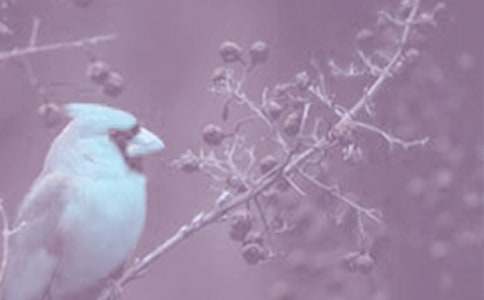 觀察動植物的作文100字