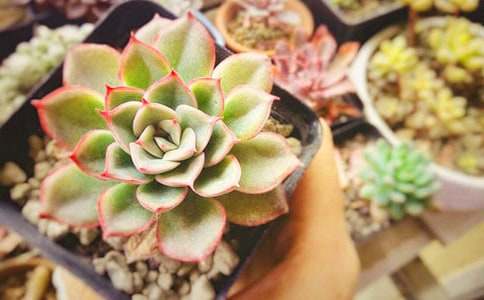 ���ж�������600�֣�ͨ��41ƪ��