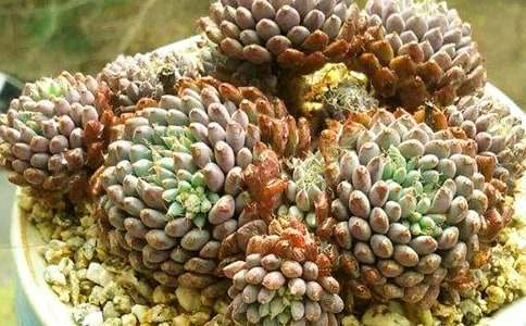 �����Ķ������꼉����