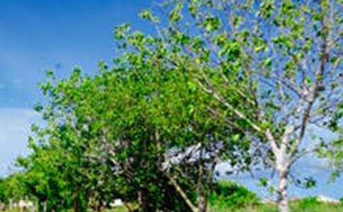 抒情作文:我心中最美的風(fēng)景