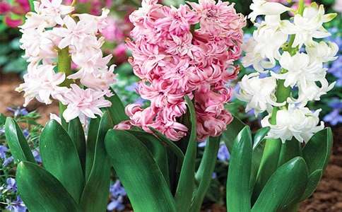 �茑�L(f��ng)���ӵı�����