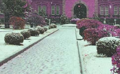 Ц���L(f��ng)ѩ������