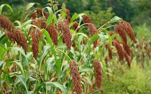 小學語文《高粱情》教案范文