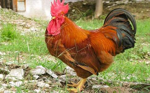 一年級小公雞和小鴨子教學(xué)設(shè)計一等獎