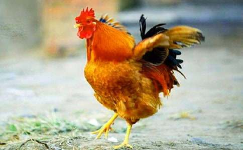 С���Α�(y��u)�|(zh��)�n�̰����u�^ĸ�u�^�����x8ƪ��