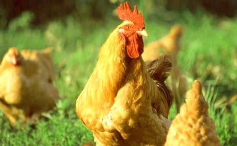 ������c���u�Č�(du��)Ԓ����