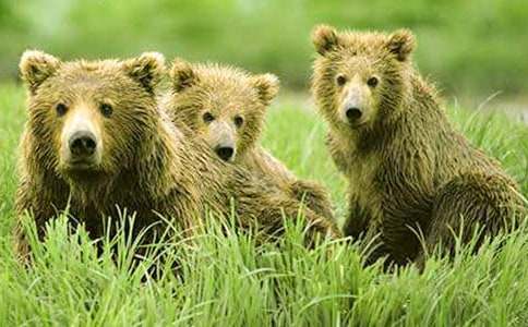 小班故事教案以大欺小的狗熊