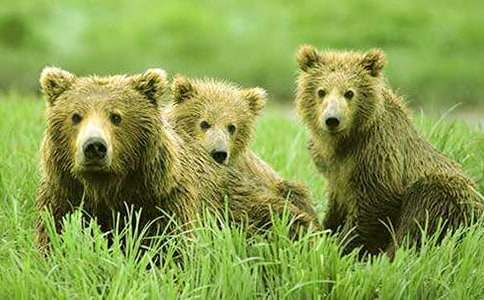 ʧ��Ĺ��ܵ�Ԣ�Թ���