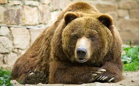 關于狗熊作文500字4篇