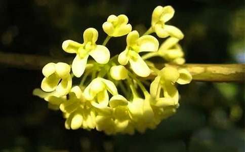 ӛ���еĹ�С������