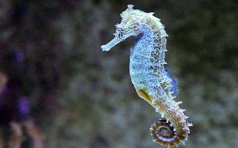 ���R�ְֵ�����