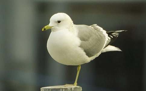 ���t�������k������450��