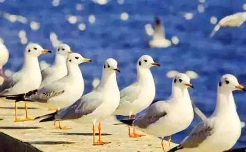 海鷗的作文300字(精選32篇)