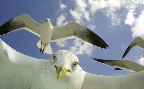 �茑���t������600��