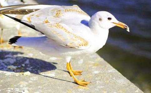 ���t�̼{ɭ�x��з���