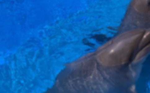 小學(xué)生可愛的海豚作文