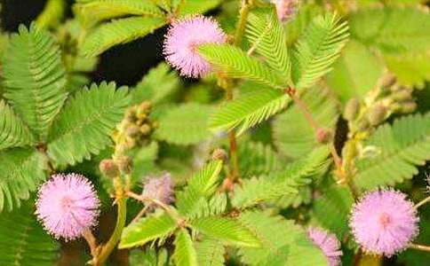 觀察含羞草作文800字