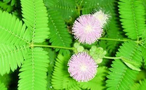 ���߲ݵ�����������