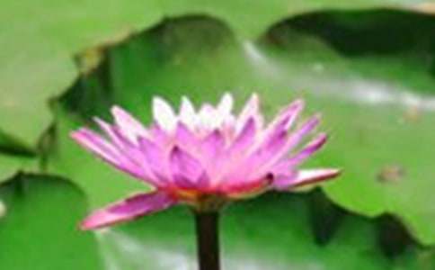 �����茑�ɻ�������