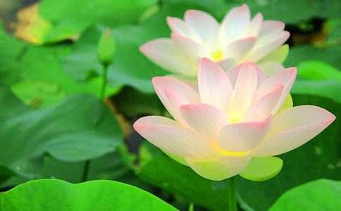 描寫荷花的詞語和詩句