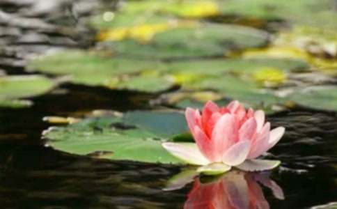 ��ƽ����������