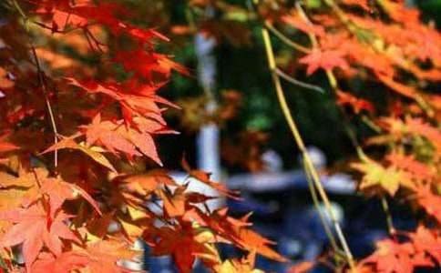 ���P(gu��n)��ɽ�t�~������300��4ƪ