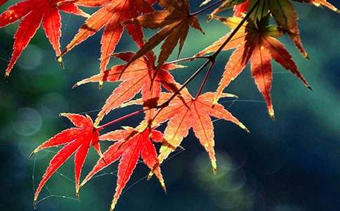 ��ɽ�p�t�~����