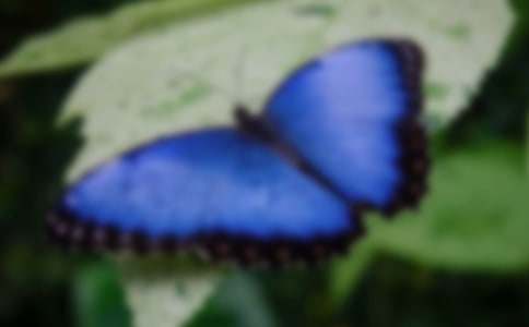 美麗的蝴蝶優(yōu)秀教案設(shè)計(jì)(精選7篇)