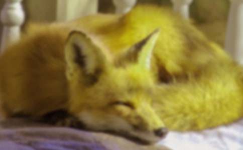 Ԣ�Թ��£���Û�ĺ�؂