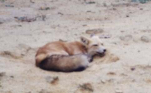 Ԣ��ͯԒ��С��؂���ǻ�