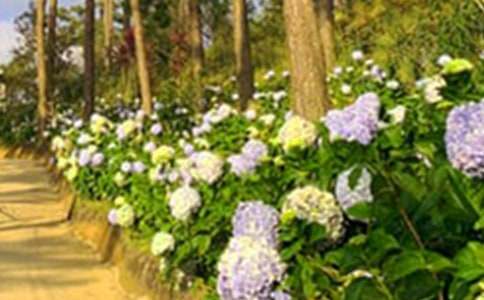 ���ɽ�İٻ��@����2ƪ