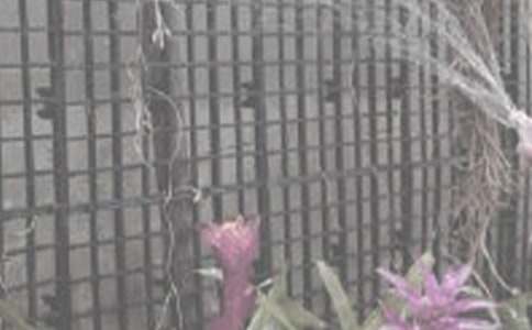 關(guān)于澆花作文