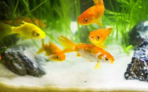 �茑���~���ӵ�С�W�����ģ�ͨ��20ƪ��