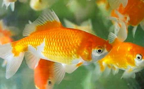 С�W(xu��)����ŭ��С���~��(y��u)�����ģ�ͨ��8ƪ��