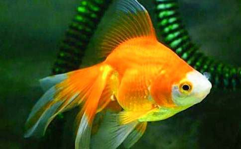 �P(gu��n)���茑С���~��100�����ģ����x29ƪ��