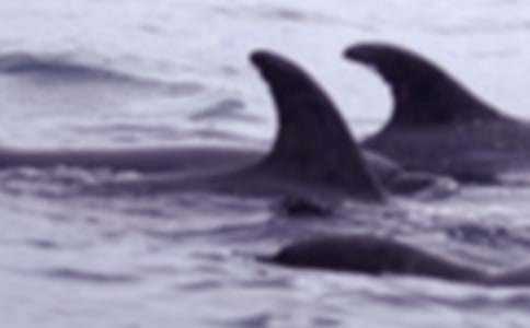 鯨魚作文400字4篇