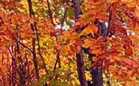 ���P(gu��n)��ɫ�������~�Z150��(g��)