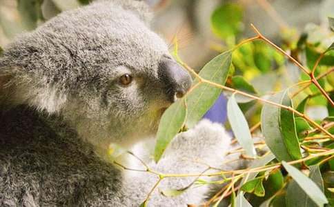 �ɐ�(��i)�Ŀ�������400��