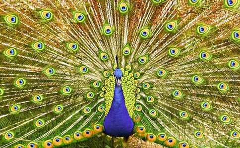 �ҼҵĿ�ȸ�~(y��)���ģ�ͨ��33ƪ��