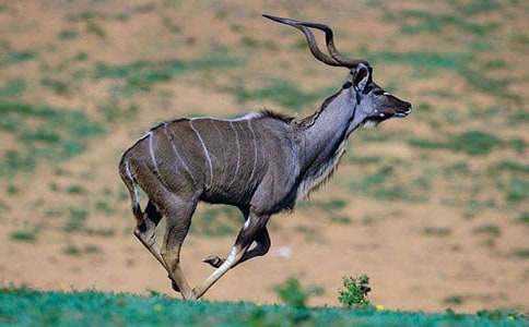 羚羊木雕續(xù)寫作文15篇