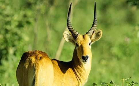 續(xù)寫羚羊木雕作文(6篇)