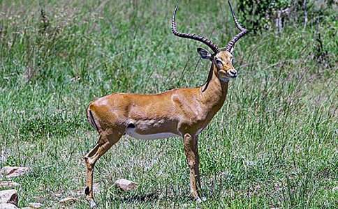 ������Ĵ����������