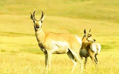 ����ľ��̰�