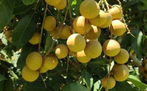 ���茑���۵�����