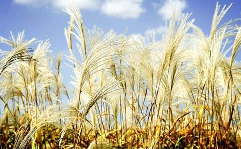 ��˼��������JȔ����1000��