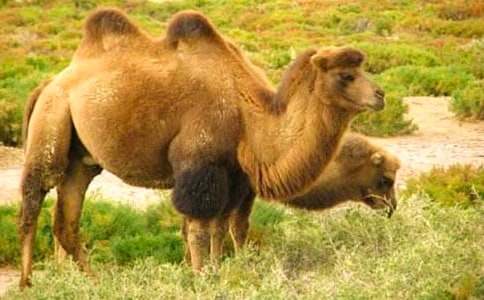 ���С�R����