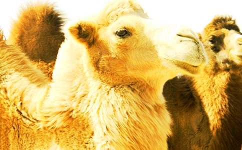 С���С�t�R����